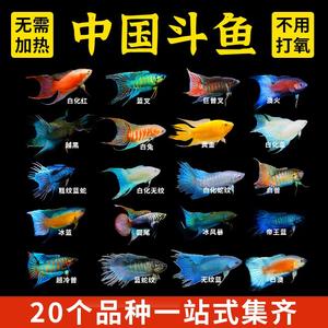 中国斗鱼蓝型越黑活体冷水小型观赏鱼好养耐活爆针大黑叉菩萨鱼