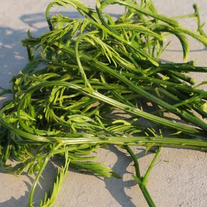 云南新鲜蔬菜臭菜德宏傣族绿叶宴帕哈炒鸡蛋重口味泰国吃播网红菜