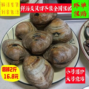 鲜活美贝四不像哈利新鲜现捕无沙超大花甲文哈海鲜水产贝类整箱