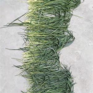 新鲜麦苗黑g麦草小麦苗四斤装,,豚鼠兔子荷兰猪食物