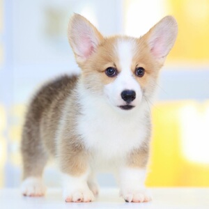 007人付款淘宝柯基犬纯种幼犬活体威尔士小短腿宠物狗上海犬舍中型