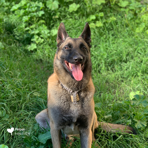 犬舍出售纯种网红赛级血统德国牧羊犬短毛警犬大型幼犬活体宠物狗