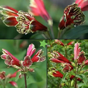 进口 鹦鹉六出花 智利百合 多年生 宿根植物 花语 一见钟情的爱