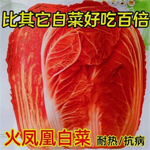 火凤凰大白菜种子红白菜籽抗病高产高钙橘红心白菜农家大田易种植