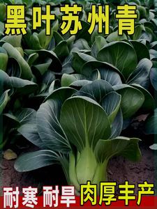 苏州青矮脚青梗菜种子四季种籽孑小青菜油菜上海青蔬菜大全籽种秋