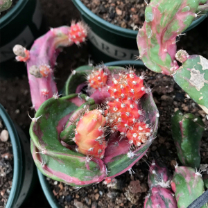 稀有品种 超大h龙凤牡丹仙人柱仙人球多肉植物千变万化可一物一拍