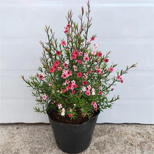 tb0735602022淘宝带花苞四季梅花耐寒耐旱盆栽腊梅适合冬季种的花