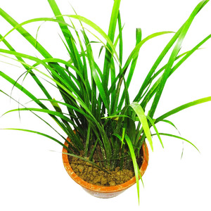 贵州随手香 茴香菖蒲 盆栽花卉 五香草 牛羊鸡鸭鱼肉y卤菜食用香