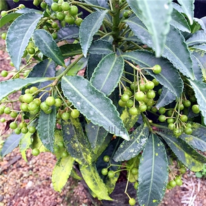 新富树子苗贵苗盆栽植物绿植花卉富贵 籽包运免邮费富贵子盆栽.