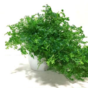 变色龙草翠云草