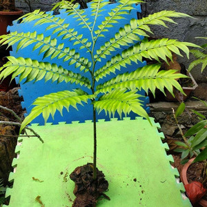 正宗桫椤树苗蛇木山大人蕨类植物水培阴生绿植蕨树蕨.铁线蕨盆栽