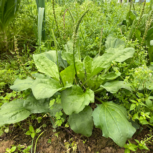 车前草新鲜野生车前子2斤装泡茶喝排酸包邮整株带根车须车轮草叶