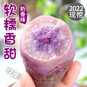 澳洲紫白紫水晶红薯苗玛莎莉红摇红薯苗哈密紫薯烟薯25哈蜜红薯