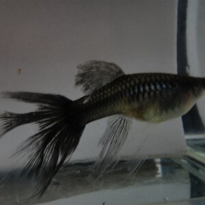 2021b新品孔雀鱼墨蓝墨兰莫兰鱼体木炭黑炭黑纯种礼服种鱼精品种