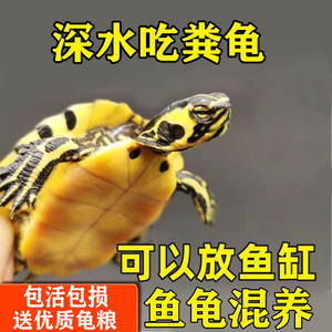 深水吃粪龟乌龟活物草龟淡水观赏龟鱼龟混养水质净化吃鱼屎的王八
