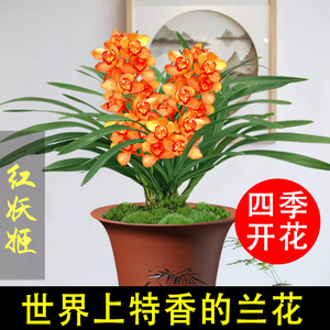 四季开花 建兰 红妖姬浓香好养夏带花苞兰花苗室内绿植办公室盆栽