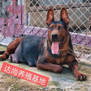 莱州红犬幼犬纯种大头莱州红虎头苏联红活体大型军犬巨型狼狗马犬