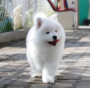 无偿领养纯种萨摩耶幼犬活体大型微笑天使熊版白萨摩耶家养宠物狗