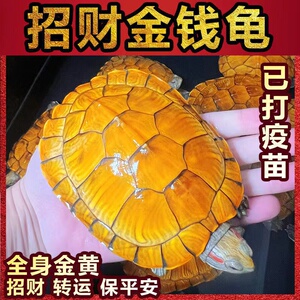 黄金龟招财龟好养易活观赏金龟可下蛋小乌龟活物长寿宠物龟情侣龟
