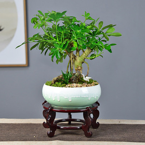 鸭掌木七叶莲盆栽客厅好养植物室内鸭脚木四季常青树桩绿植盆景