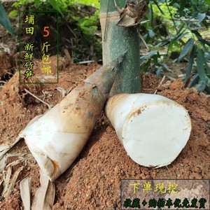 广东潮汕揭阳埔田新鲜现挖嫩甜小竹笋煲汤广西福建大头麻竹春笋子