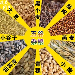 五谷杂粮种籽甜苦荞麦燕麦黑小麦青稞红高粱谷子种子水稻农家庭院