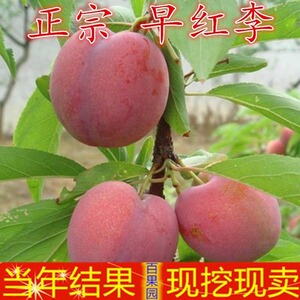 特早红李子;苗嫁接果树苗当年结果盆栽地栽南方北方种植李子;树苗