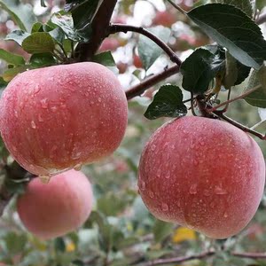 嫁接正宗阿克苏冰糖心苹果树苗南方北方种植苹果树苗地栽盆果树苗