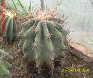 10h年生超t大t江守玉 赤凤原生态热带沙漠仙人球室内外都可种植.
