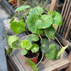 大叶吴风草大苗多年生耐寒热耐阴庭院观叶植物室外四季常青花卉