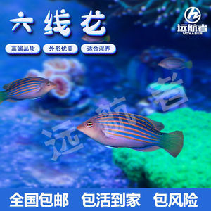 六线龙海水鱼活体六线弧隆头鱼除扁虫吃海缸虫子珊瑚安全顺丰空运