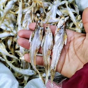 安庆特产毛花鱼毛蒿鱼毛鱼干河鱼刀鱼梅鲚鱼干食用