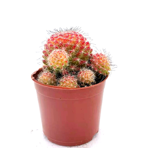 红品丸锦懒有娜种开花仙人球稀人易养殖办公o室内防辐射小盆栽特