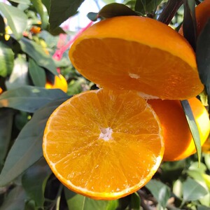 红美人象山柑橘28号爱媛日本引进高端水果现摘现发新鲜采摘9