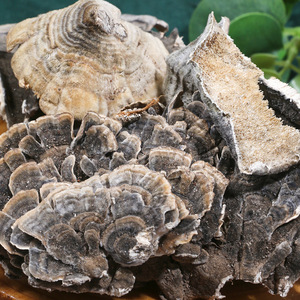 云芝 中药材500克长白山黄云芝 正品野云芝粉 云芝菌可磨粉