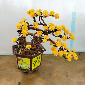 结香花盆景花卉梦里花耐寒植物庭院阳台盆k栽树冬季开花带花苞发