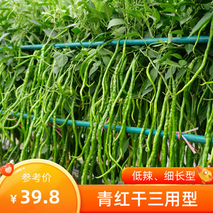绿洋禾系列蔬菜种孑细长型辣椒种子嫩绿色线椒种子辣椒苗场二荆条