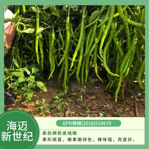 海迈种业线椒种子 辣椒种籽，蔬菜种子嫩绿色二荆条种子