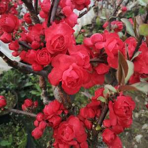 【红千鸟海棠】红千鸟海棠品牌,价格 - 阿里巴巴