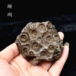 单体珊瑚玉化石