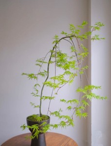 流泉枫树黄金枫树苗红枫树苗羽毛c枫树苗日本枫风景树苗鸡爪槭树