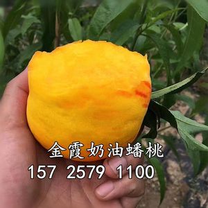 嫁接桃树苗 黄金蟠桃树苗 早熟金霞奶油蟠桃苗南北方种植当年结果