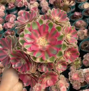 多肉万圣节超白锦倾城高端法师锦侧芽砍头8元一颗单头带根手捧花