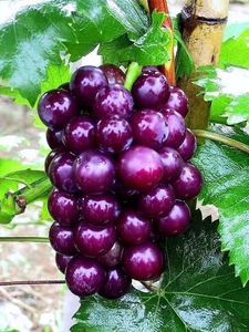 紫浓香葡萄树苗大苗果树果苗爬藤南方种植葡萄树苖当年结果苗