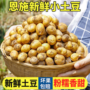 2023恩施小土豆新鲜湖北高山农家黄心土豆迷你马铃薯洋芋蔬菜10斤