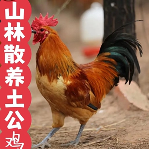 湖南土鸡公鸡农家山林散养放养走地鸡新鲜现杀活鸡大公鸡草鸡整只