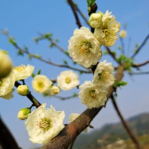 8株台阁绿萼梅花盆景盆栽冬季花卉植物多花庭院重庆大足老三梅园