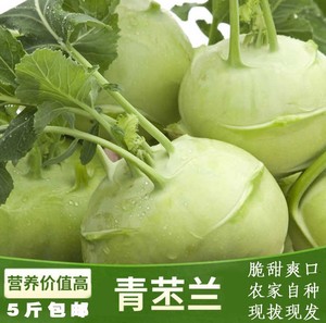 苤蓝疙瘩新鲜苤蓝疙瘩大头菜咸菜下饭菜苤蓝丝农家蔬菜现挖10斤装