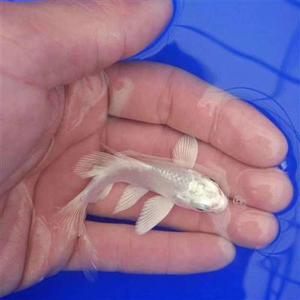 台湾蝴蝶鲤贵妃短身球体龙凤白金活体锦鲤长m尾球形观赏鱼苗冷淡