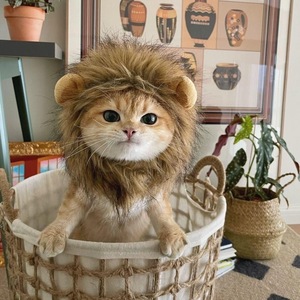 猫咪变装狮子头套宠物搞笑头饰橘猫金渐层搞怪帽子小猫冬天保暖帽